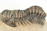 Crotalocephalina Trilobite With Reedops - Lghaft, Morocco #201252-5